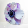 Floral Acrylic Silhouette - Anemone