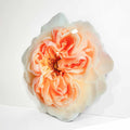 Floral Acrylic Silhouette - Peony