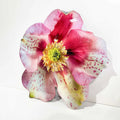Floral Acrylic Silhouette - Hellebore